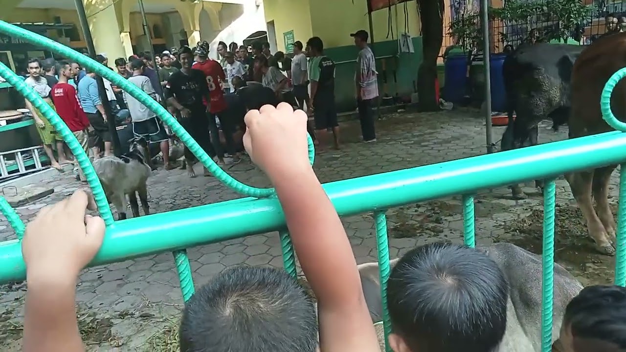 qurban idul Adha hari ini. 17-06-2024