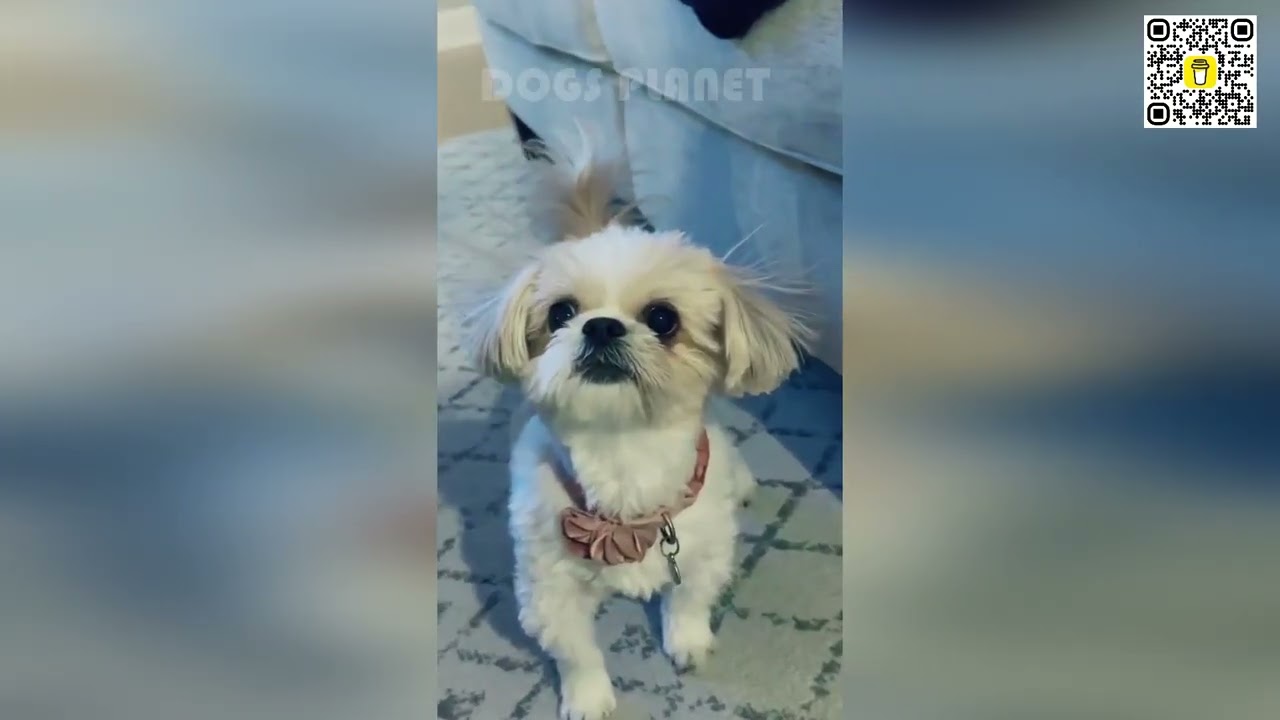🐶🤯 САМЫЕ СМЕШНЫЕ ПРОВАЛЫ С СОБАКАМИ Лучшие ляпы недели! 😂🔥