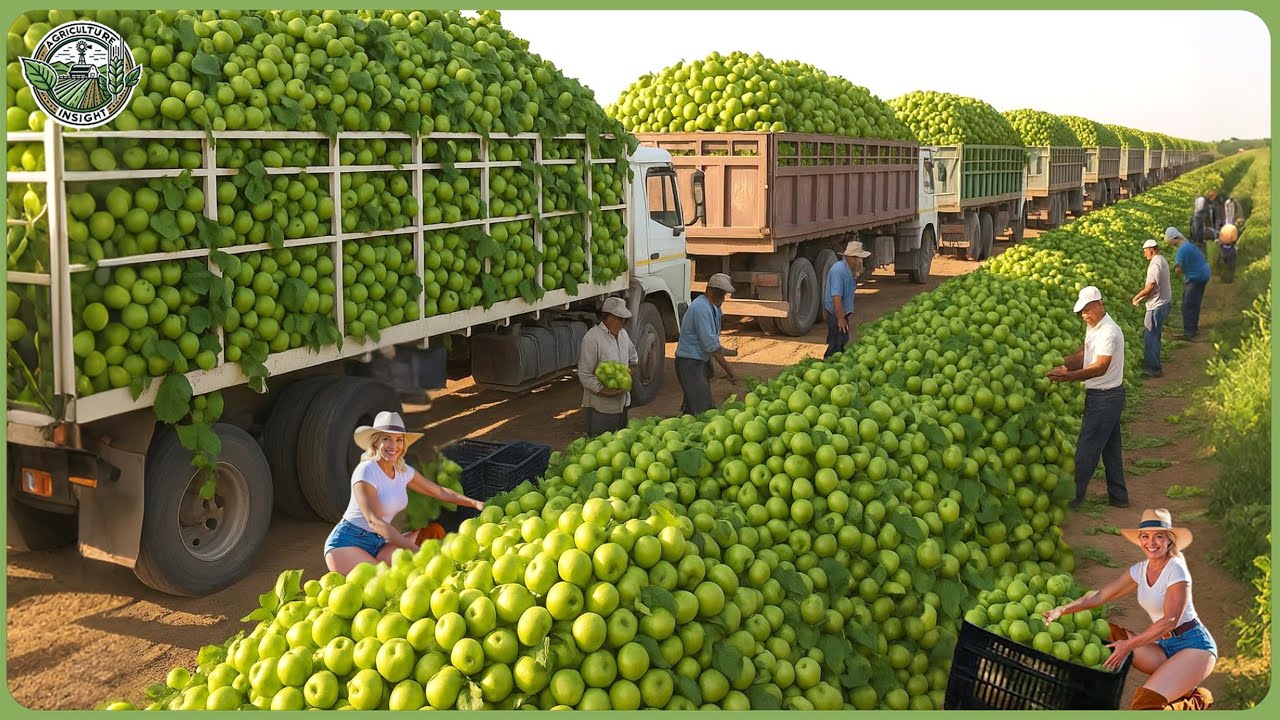 Massive Apple Harvest 2025 &ndash; How Billions Bottles of Apple Juice & Cider Are Processed In Factory