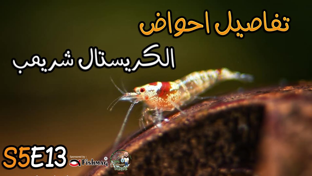 S5E13 - تفاصيل احواض الكريستال شريمب