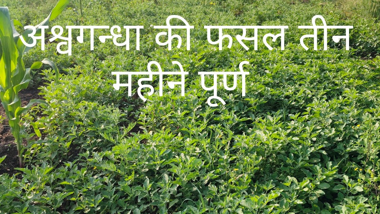 अश्वगंधा की फसल में पानी देने में सावधानी क्या रखे| aswagandha ki fasal me savdhani kya rakhe 
