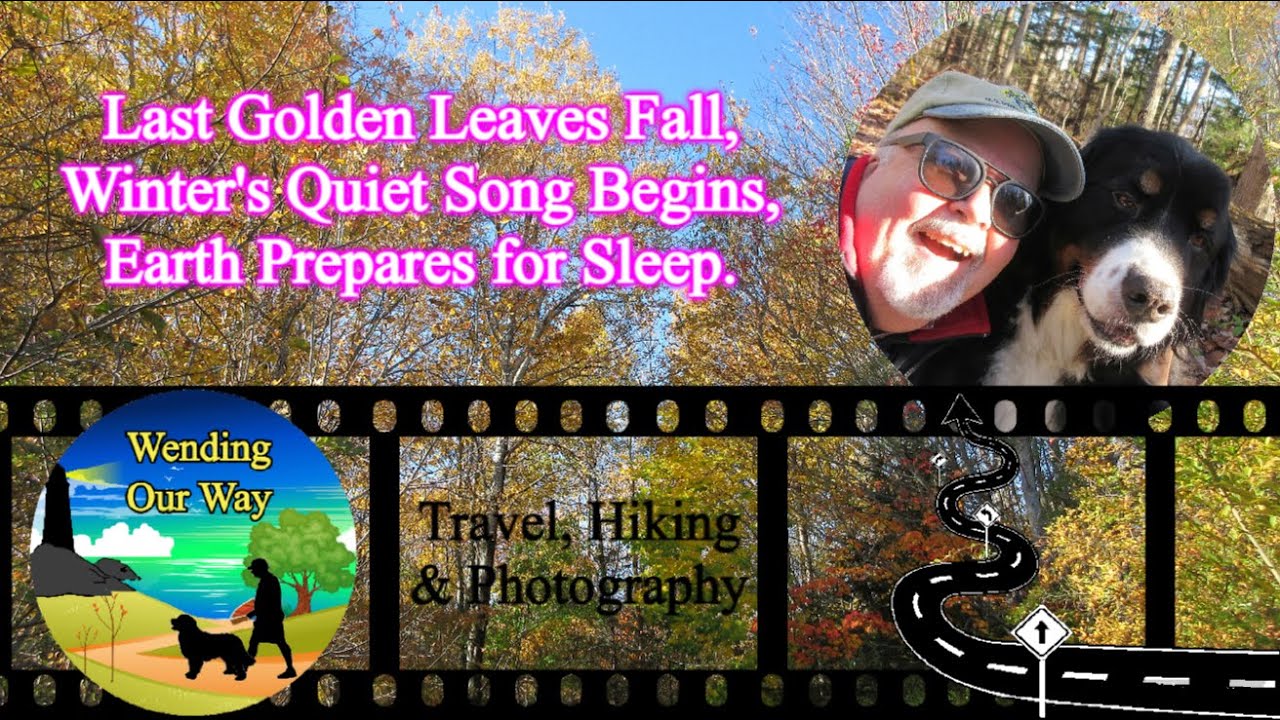 Last Golden Leaves Fall, Winter's Quiet Song Begins, Earth Prepares for Sleep | Nova Scotia, Canada