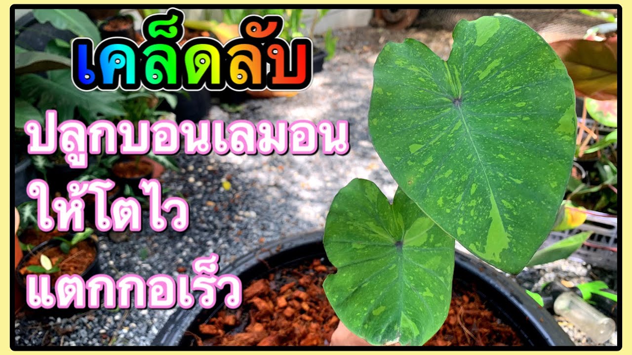 Colocasia lemon-lime gecko tips, เคล็ดลับ ปลูกบอนเลม่อน ให้โตไว แตกกอเร็ว | สวนอุ่นดิน