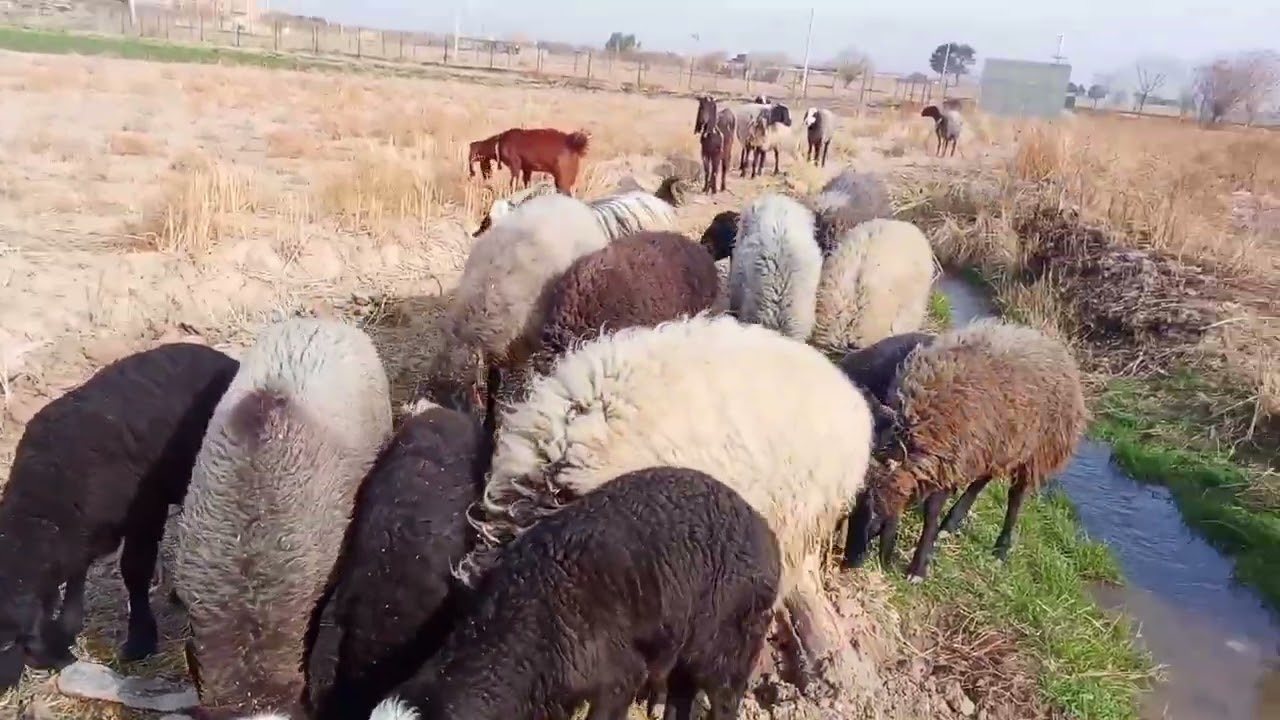 حمایت کنید ممنون میشم 🫡♥️