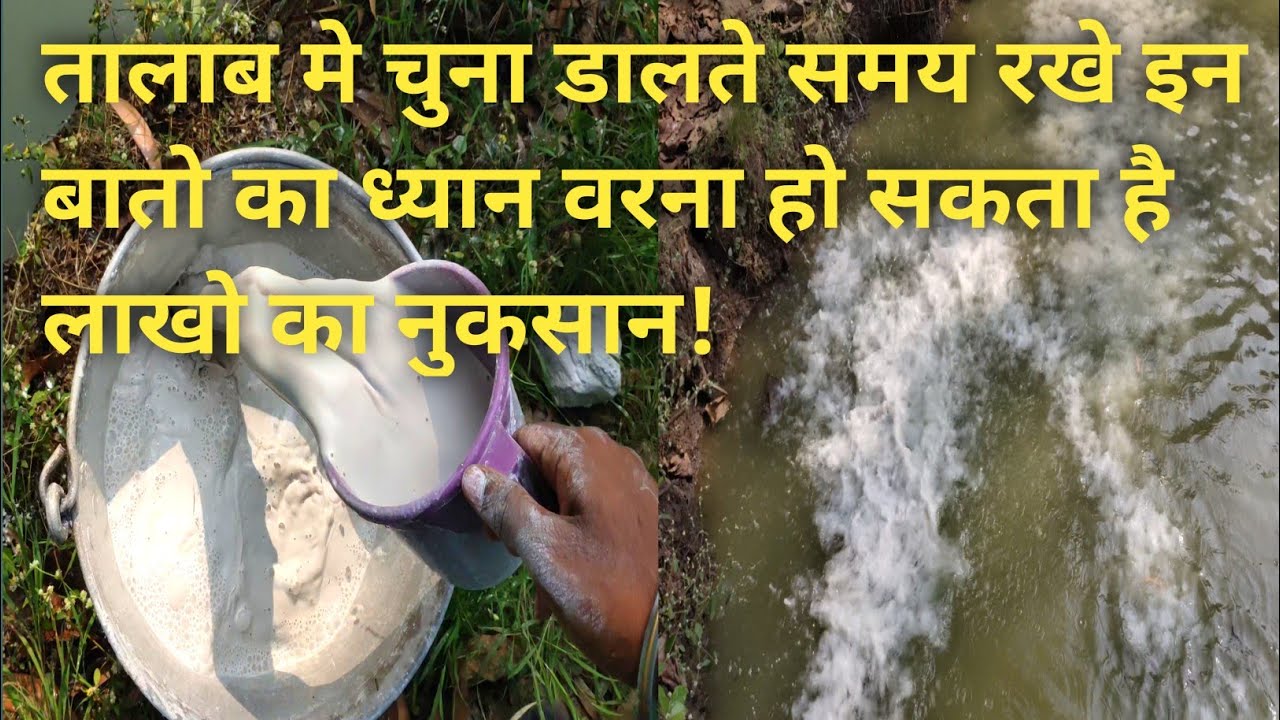 use of Lime in fish pond || मछली वाले तालाब मे चुना इस्तेमाल करनेका सही तरीका ||