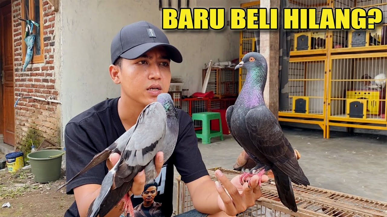 KOCAK !! BURUNG BARU HILANG SEMUA