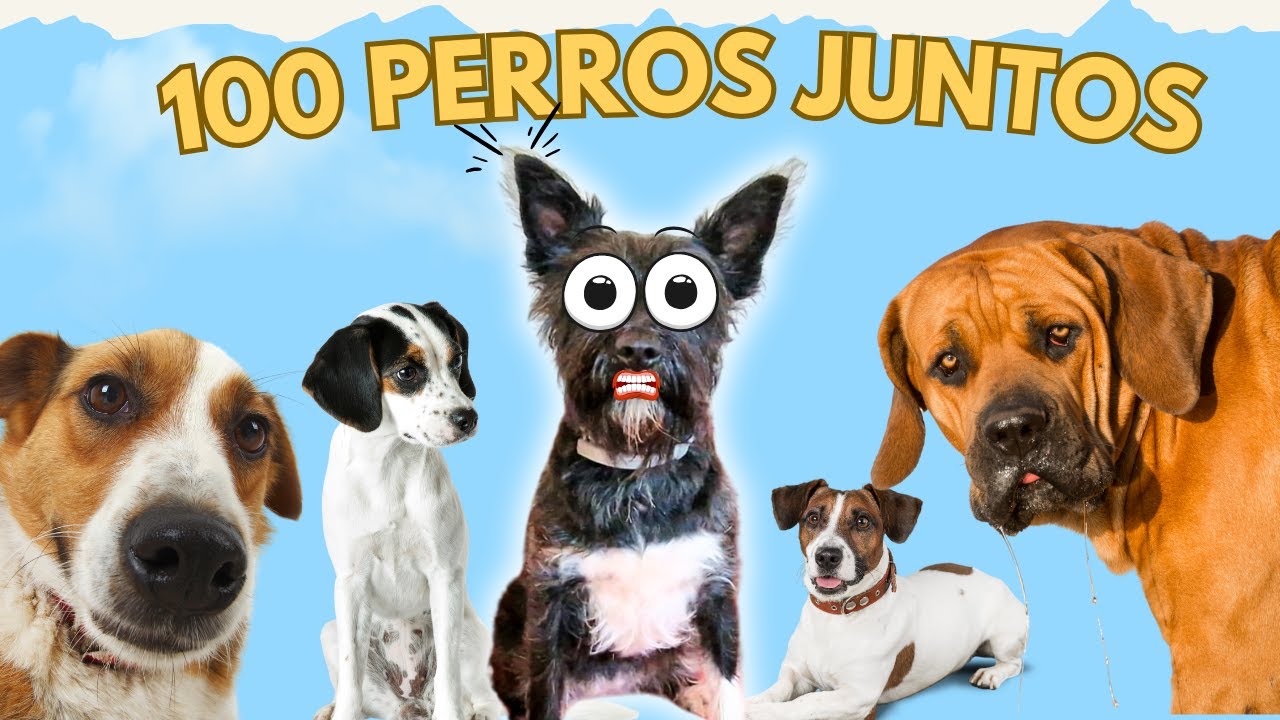 100 PERROS JUNTOS en una FIESTA de ANIMALES 🐶 Lana