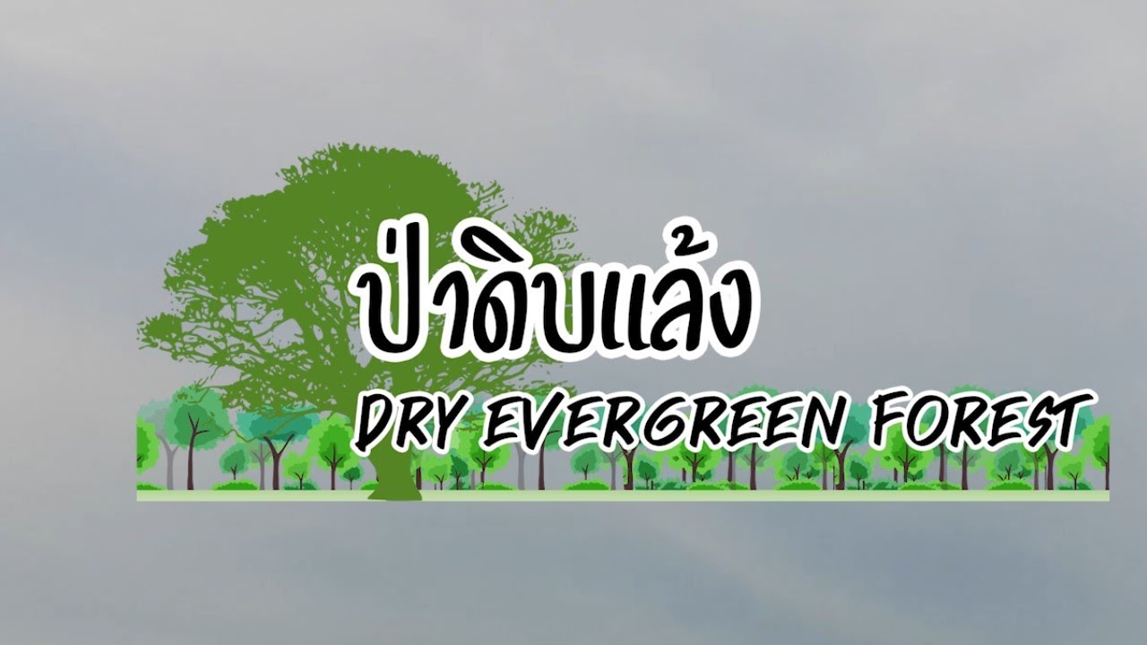 EP.19 สถานีวิจัยสิ่งแวดล้อมสะแกราช ตอน ป่าดิบแล้ง