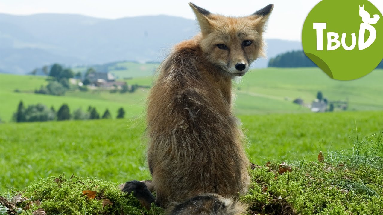Fuchsjagd (Folge 35) | Tiere bis unters Dach