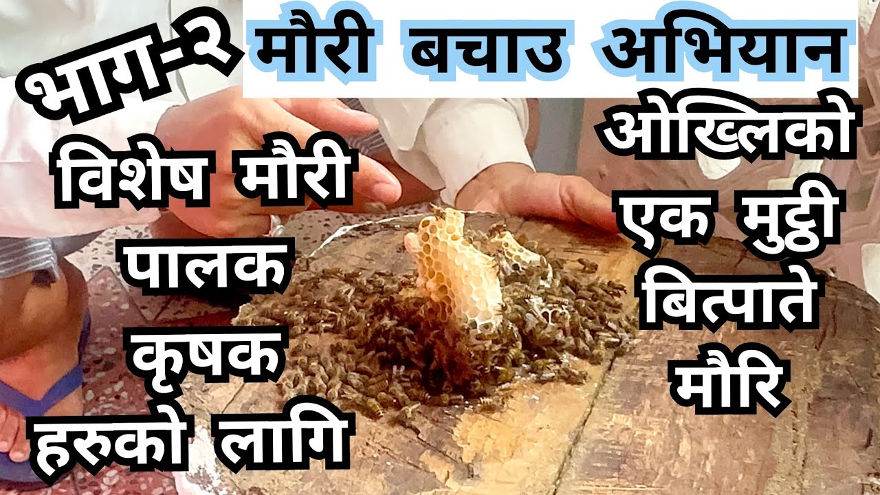 एक मुट्ठी बित्पाते मौरिलाई कसरी बचाउने ?  समायोजन कसरी गर्ने । Saving bees bee keeping in Nepal.