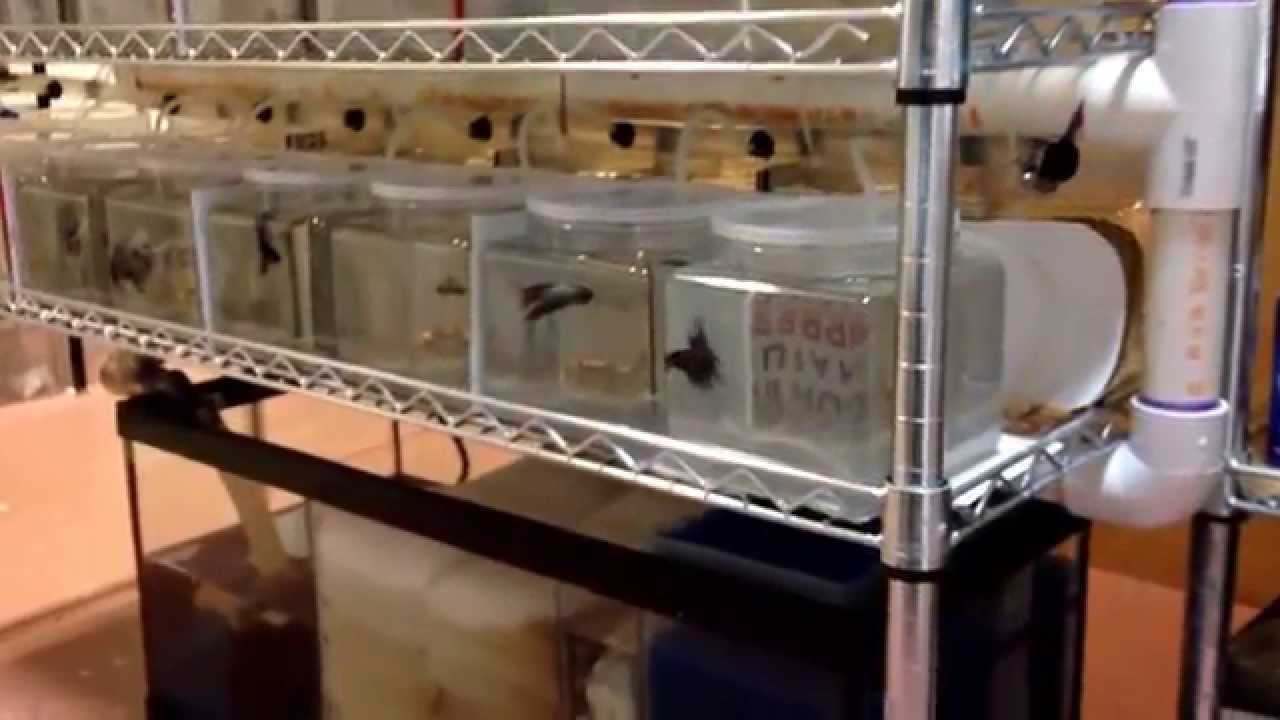 Betta Splendens barracks drip filtration aquarium system. Siamese fighting fish￼