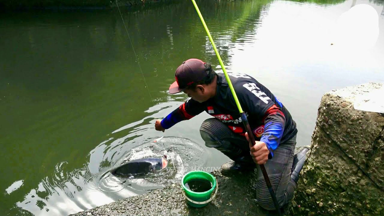 Mancing ikan Nila liar di spot ini memang tiada Tanding isi nya Babon Besar Semua