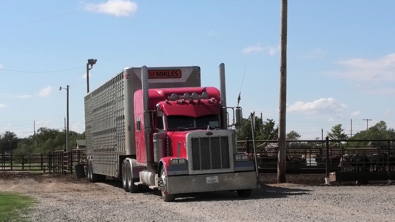Relocating cattle