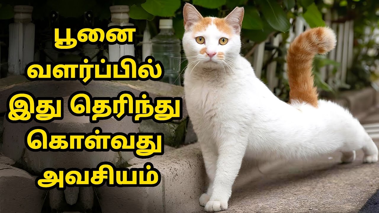 இது தெரியாமல் பூனை வளர்த்தால் அவதிதான்