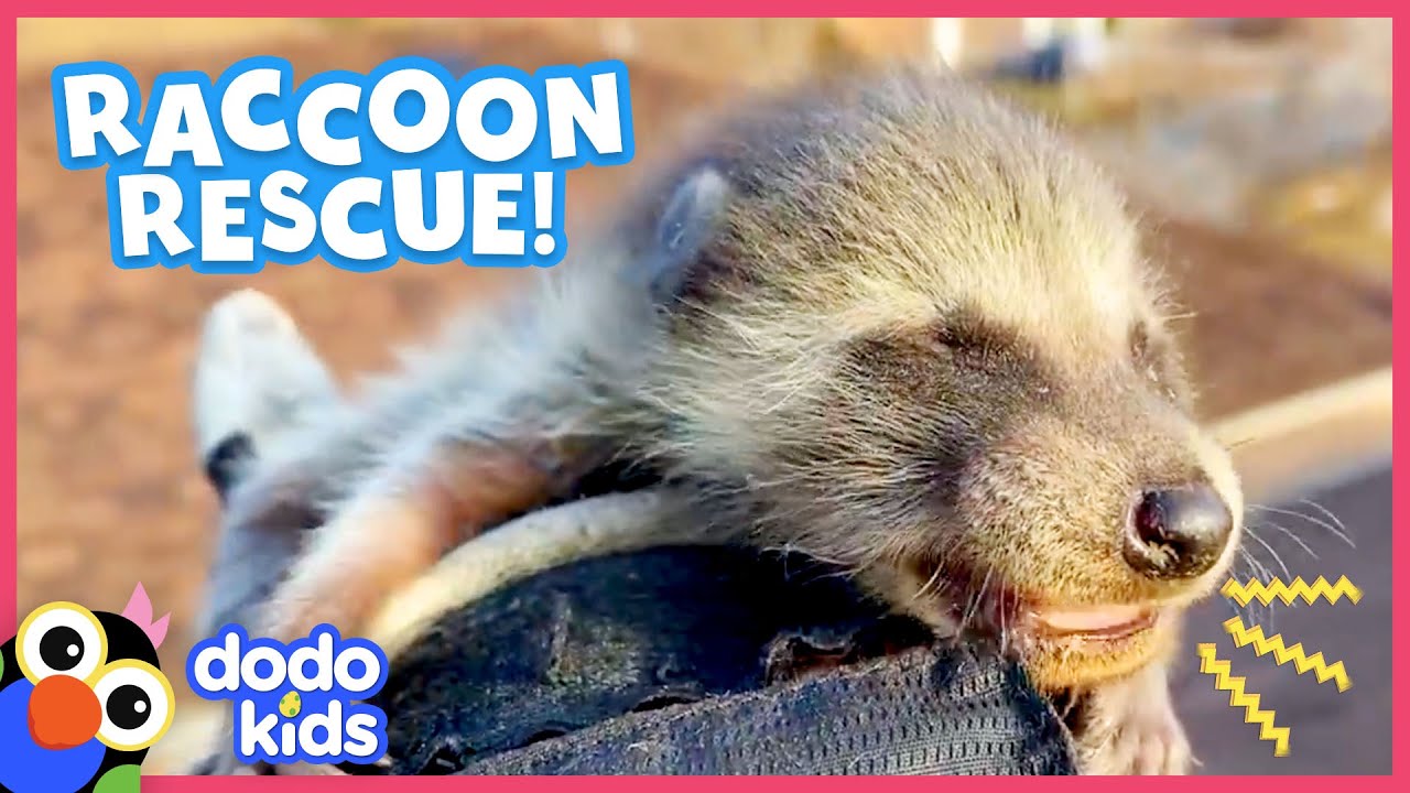 Cutest Baby Raccoons Need A Super Sneaky Rescue | Animal Videos For Kids | Dodo Kids
