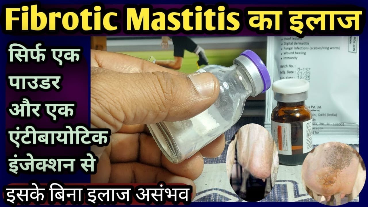 Fibrotic Mastitis ka illaj||सिर्फ एक पाउडर और एक एंटीबायोटिक इंजेक्शन से||इसके बिना इलाज असंभव