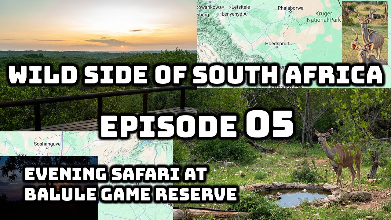 Evening Safari at Balule Game Reserve | Wild side of South Africa EP 5 | #southafrica #travelvlog