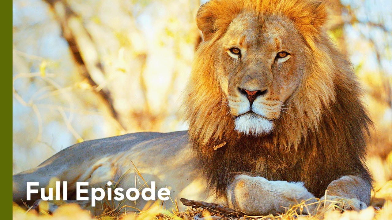 Hyenas: The Scavengers That Became Killers | Wildlife Icons 107+108