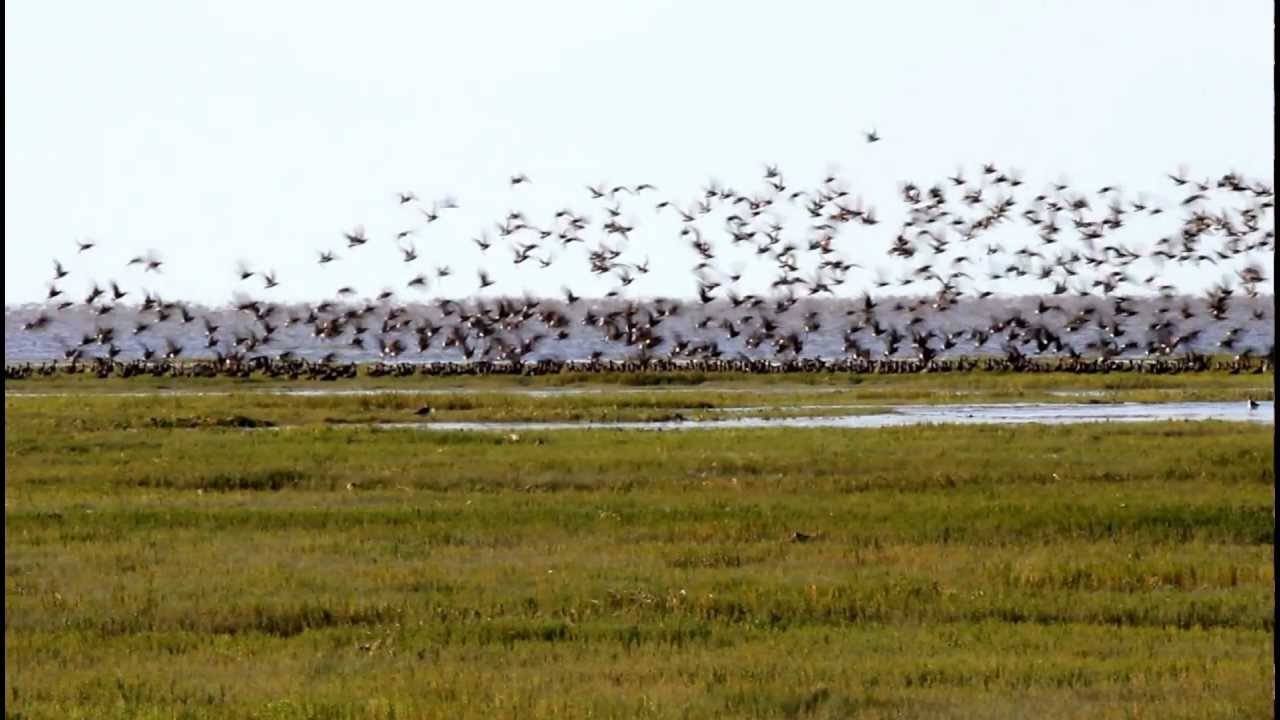 Insane Hudsonian Godwit flock makes me dizzy