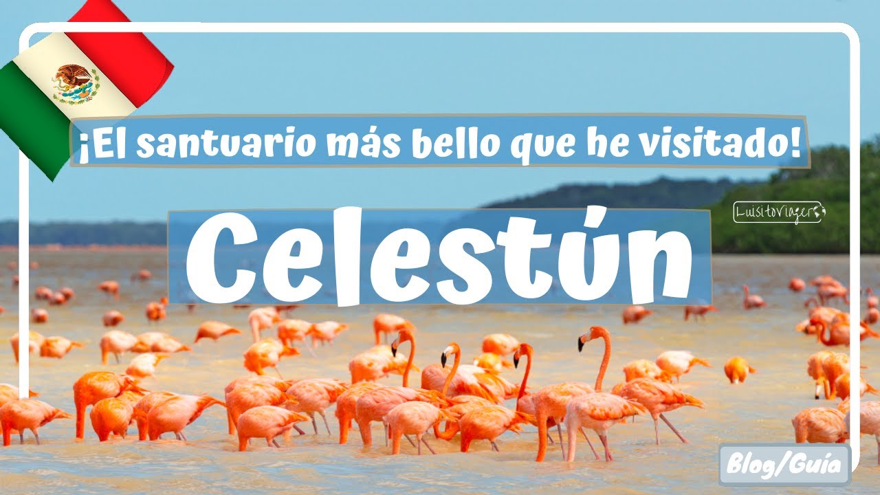 QUE VER Y HACER EN CELESTÚN, La reserva MÁS ESPECTACULAR de Yucatán -  Yucatán #5 Luisitoviajero