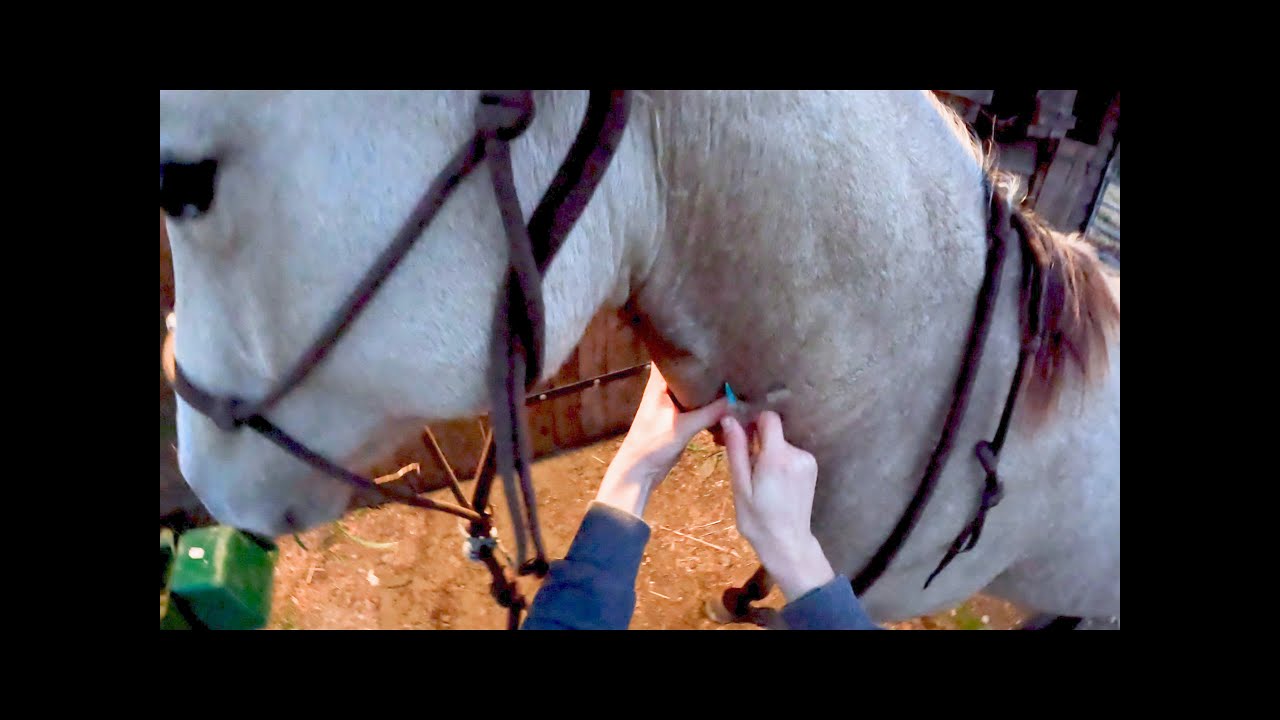 KOLKA SPASTYCZNA U ROCZNIAKA | Spasmodic colic in yearling.