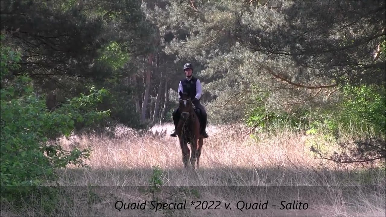 Quaid Special in der Heide 2025