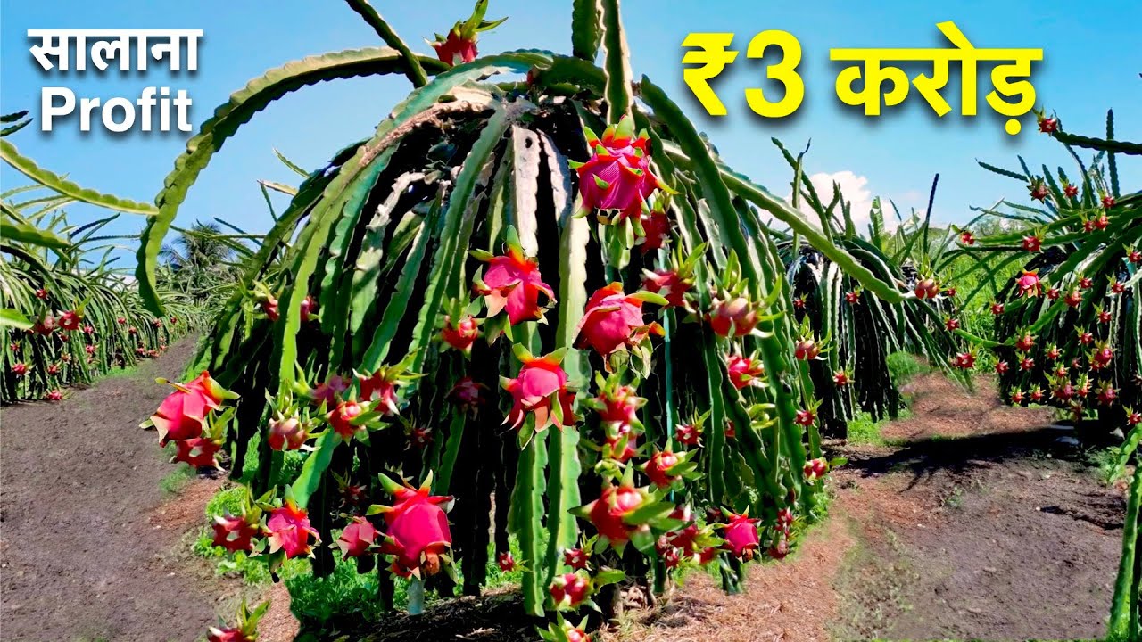 कैसे 30 एकड़ ड्रैगन फ्रूट खेती से हुआ 3 करोड़ का मुनाफा / Dragon Fruit farming plant cutting