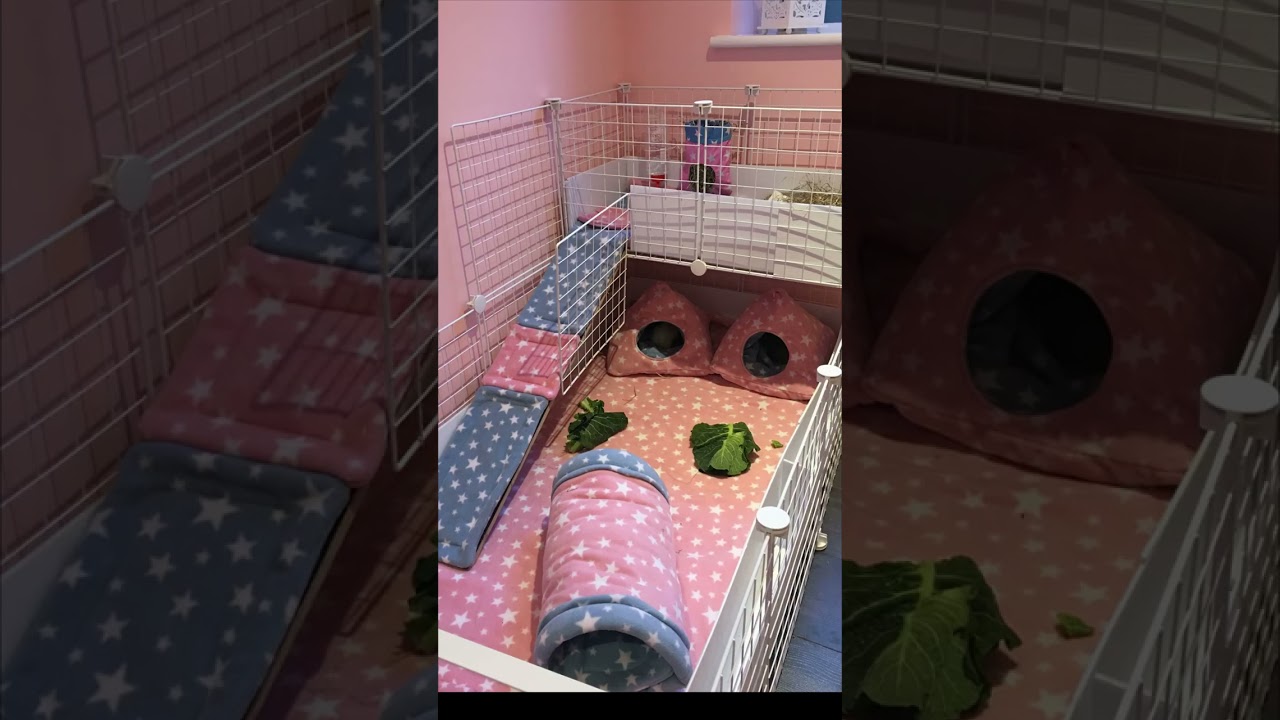 COELHO: Cabana ou Toca para o PET - Dica #shorts