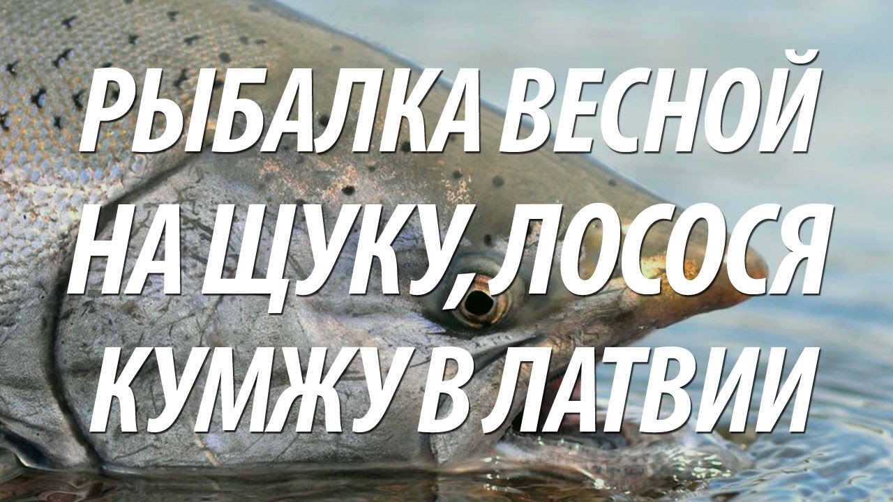 ЛОВЛЯ НА СПИННИНГ БАЛТИЙСКОГО ЛОСОСЯ, ЩУКИ, КУМЖИ. ВЕСЕННЯЯ РЫБАЛКА В ЛАТВИИ