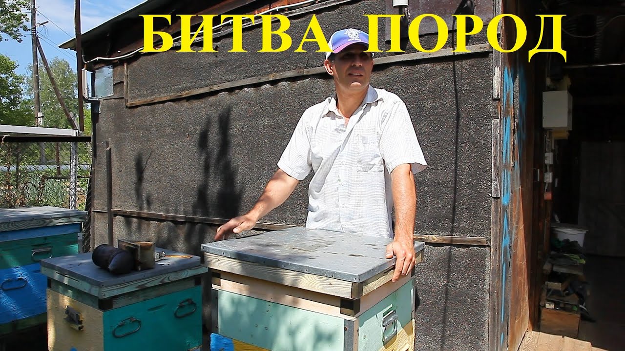 Карника и Бакфаст на весеннем уральском медосборе 2023 года