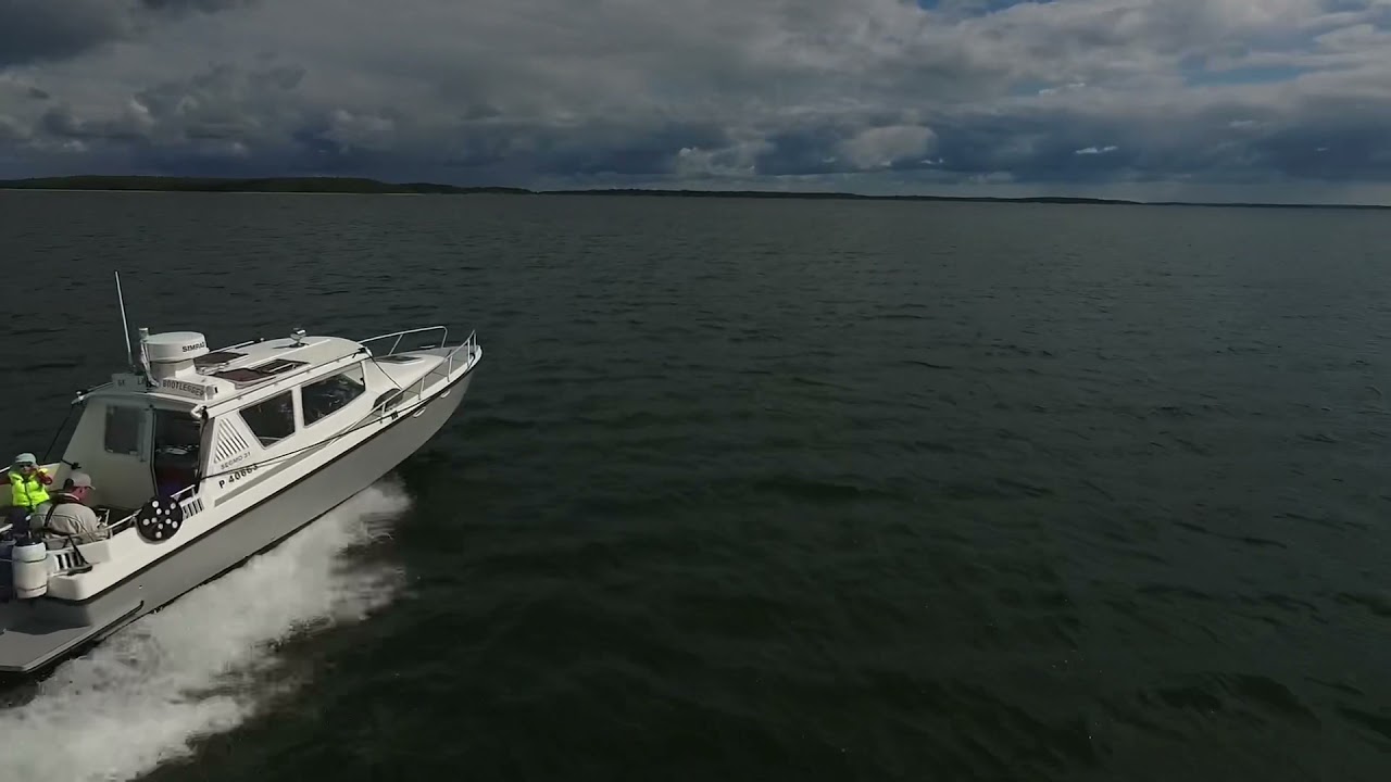 Segmo 31