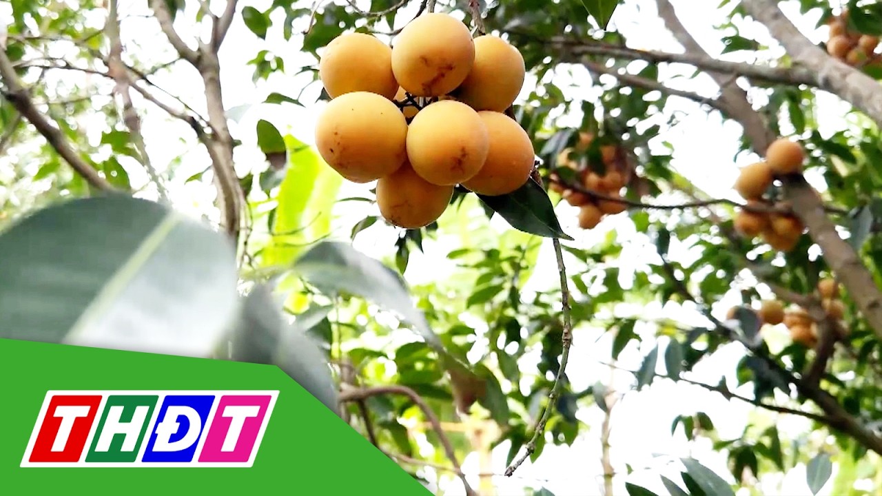 Nông dân Vĩnh Long nâng cao giá trị cây thanh trà | THDT