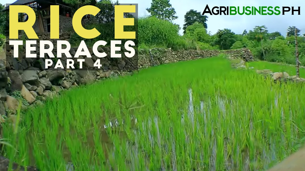Rice Terraces Part 4 : How to build Rice Terraces | Agribusiness Philippines