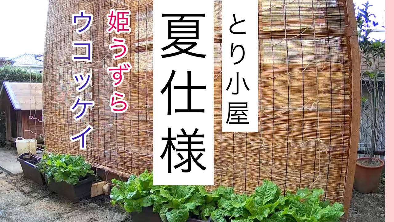 とり小屋夏の暑さ対策作業開始。その前に梅雨対策もしなければ！【ウコッケイと姫うずらが暮らすとり小屋の暑さ対策】
