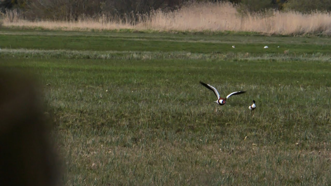 Vol d'oiseaux séquencés
