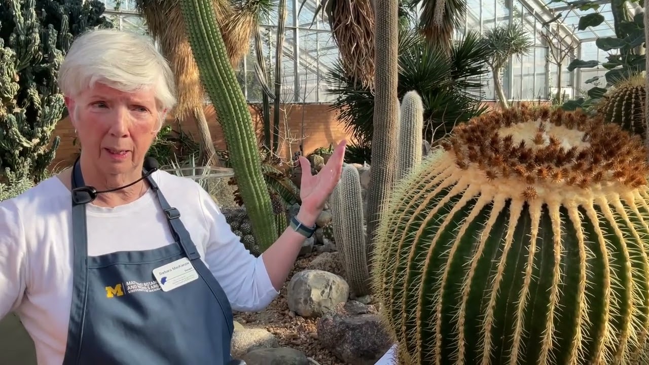Golden Barrel Cactus