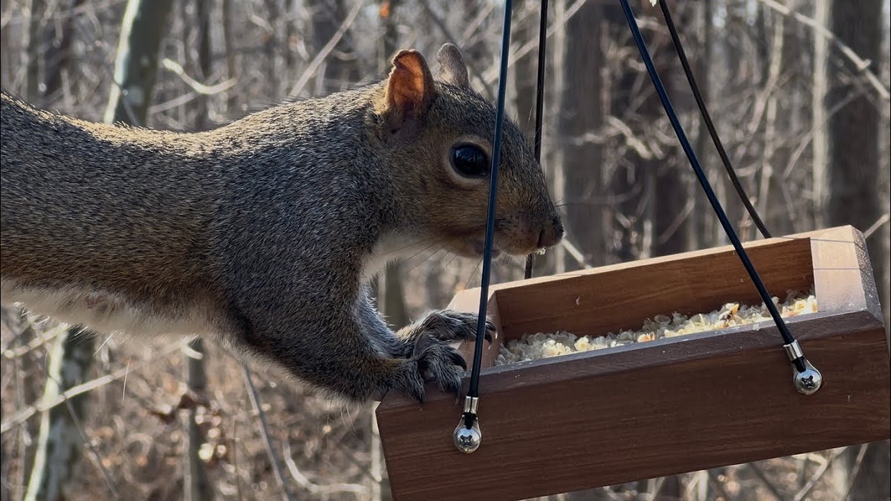 Celeb Sighting: Eastern Gray Squirrel - Nutty The Acrobat