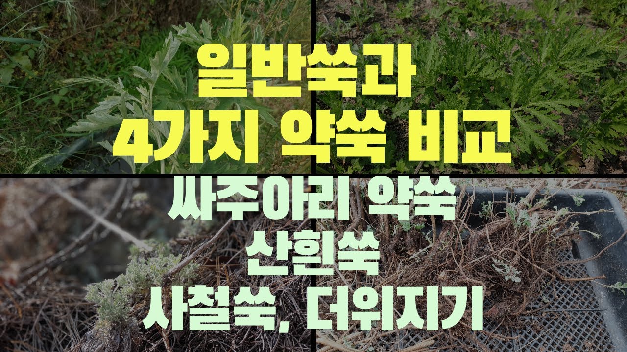 일반쑥과 약용 쑥 종류 4가지 비교 - 싸주아리 약쑥, 산흰쑥, 사철쑥, 더위지기