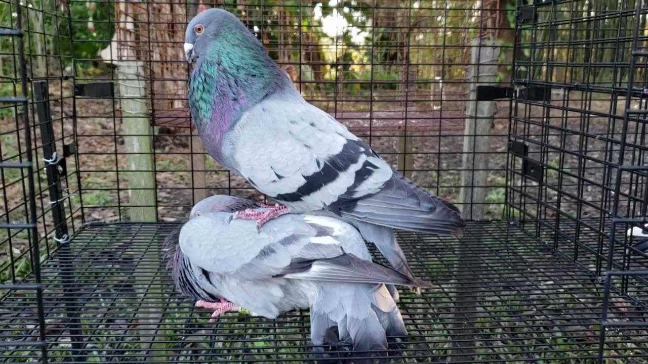 Cuban Pouter - BBar & Smokey pairing up