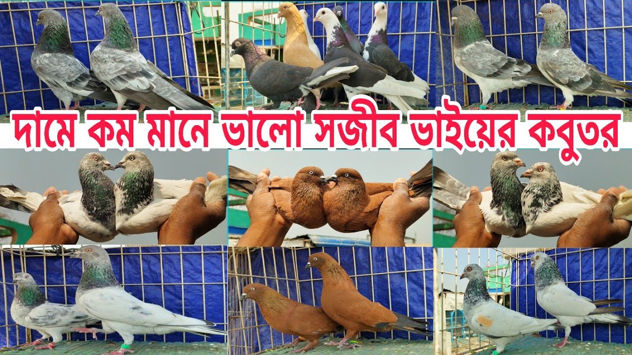 মাএ ৮০০ টাকা জোরা থেকে শুরু গিরিবাজ ও কালারিং কবুতর Gribaz coloring Pigeions farm #shorts #Pigeions 