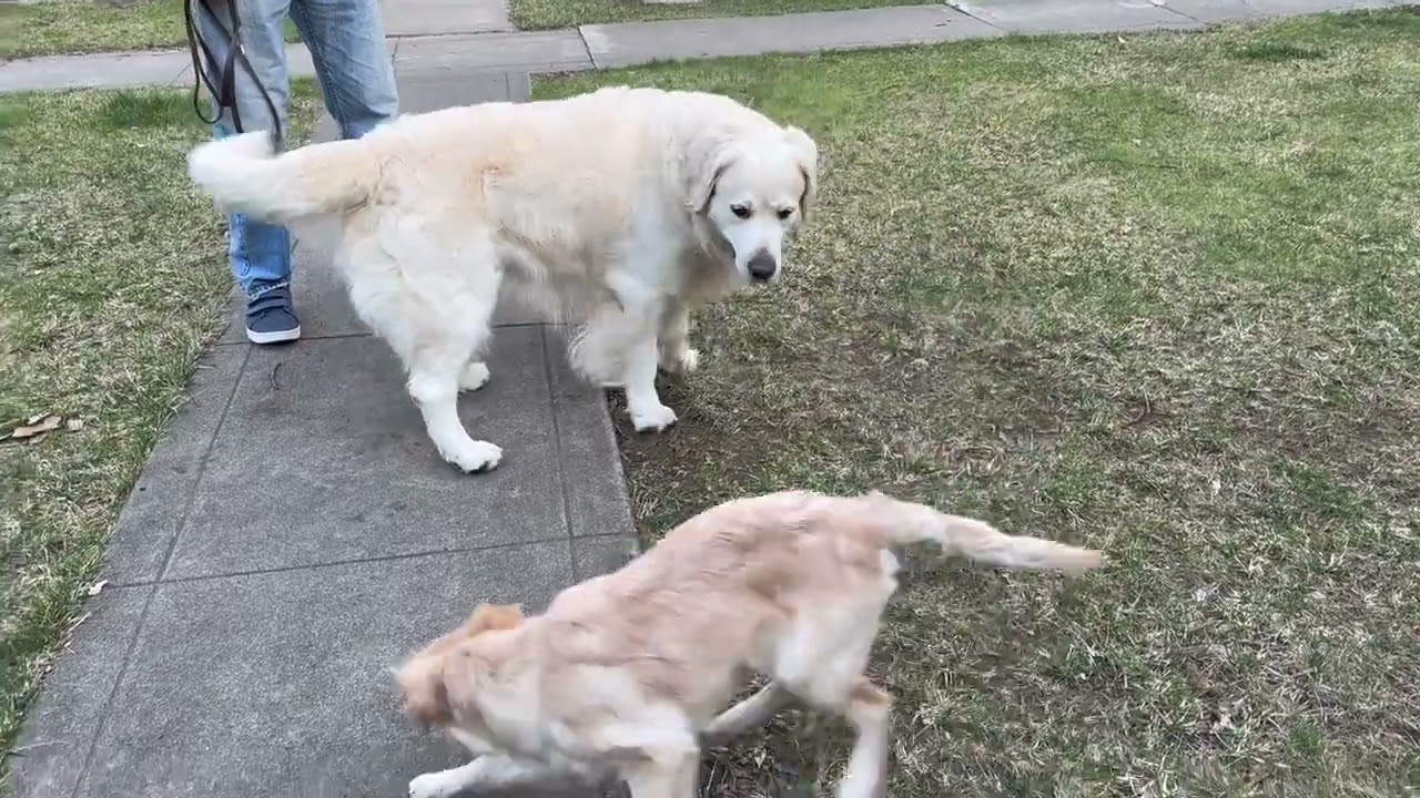 The Internet of Experiences: Outdoor adventures with golden retriever puppies
