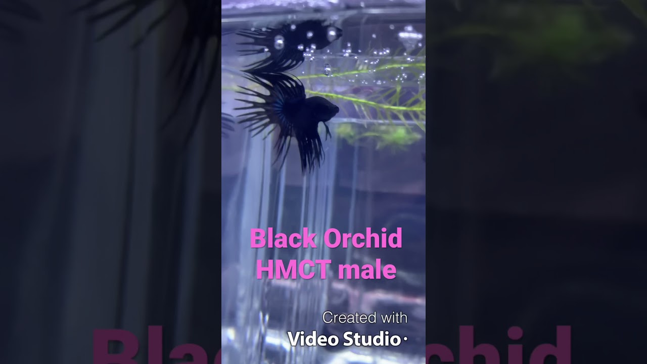Black orchid HMCT male betta fish