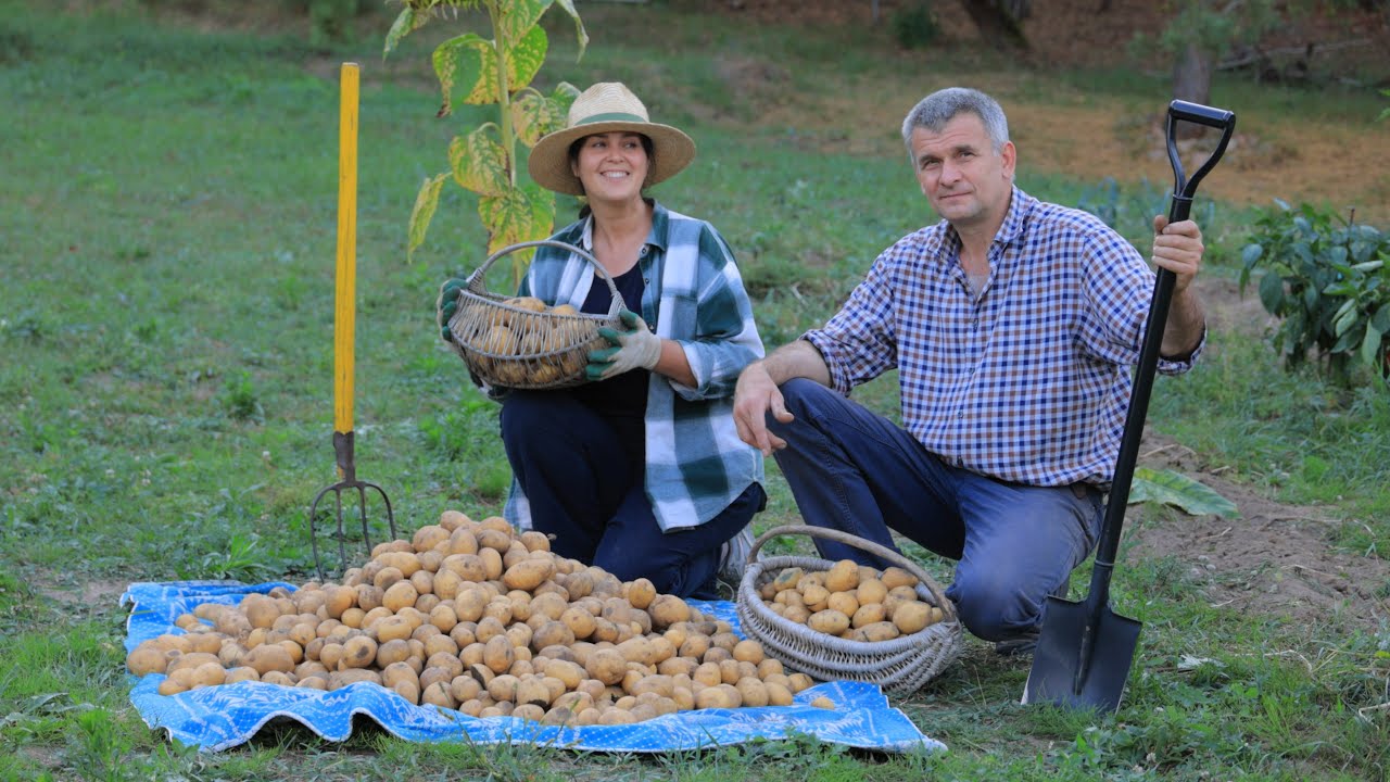 Rural everyday life of a married couple on the edge of the forest. Cooking chebureki & Harvesting