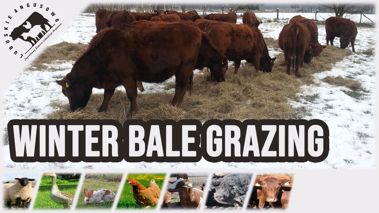 Angus Czerwony - Wypas zimowy (Winter bale grazing)