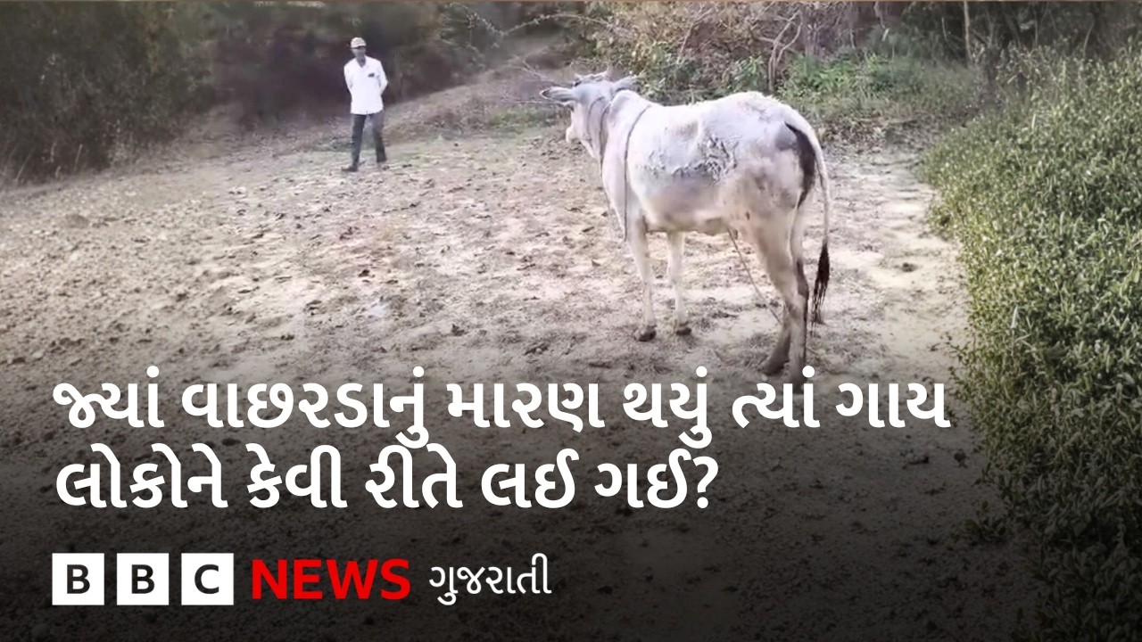 ગાય લોકોને તે જગ્યાએ ‘લઈ ગઈ’, જ્યાં વાઘણે તેના વાછરડાનું મારણ કર્યું હતું