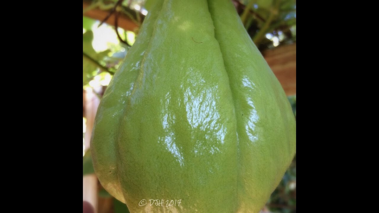 Louisiana Heirloom Mirliton - A 3 Minute Overview on How to Grow Them!