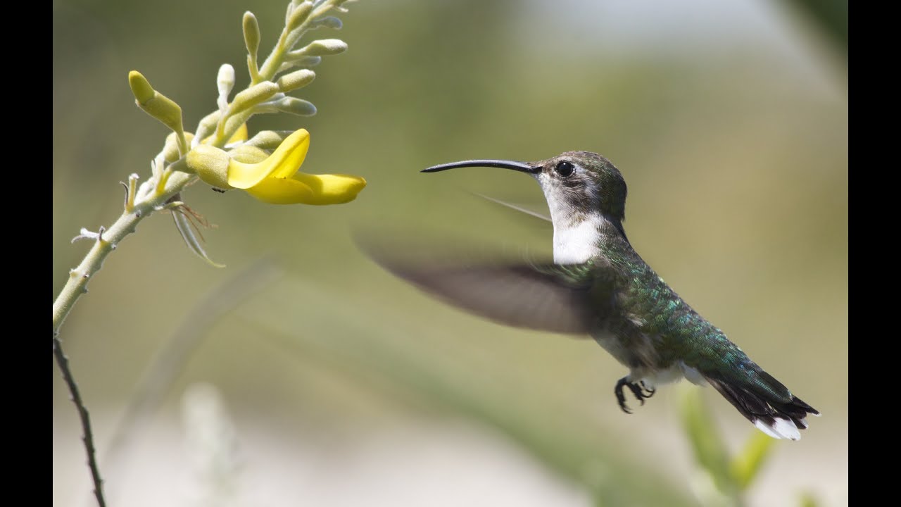 La Vida Secreta del Colibrí Cola Hendida