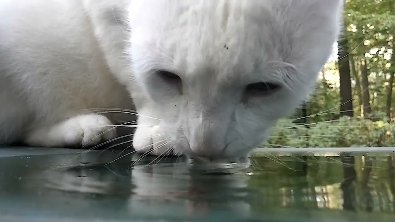 Shiro Licks a Puddle While Fire Burns Behind Him