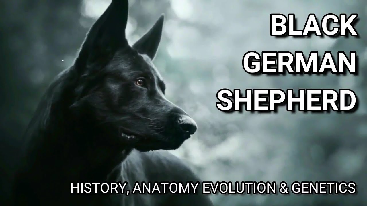 💓 PASTOR ALEMÁN NEGRO, genética y más | Black German Shepherd  History, Anatomy Evolution & Genetics