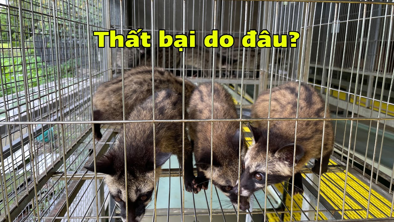 Tại Sao Nuôi Chồn Thất Bại?3 Yếu Tố Giúp Bạn Chăn Nuôi Thành Công/Góc Chăn Nuôi